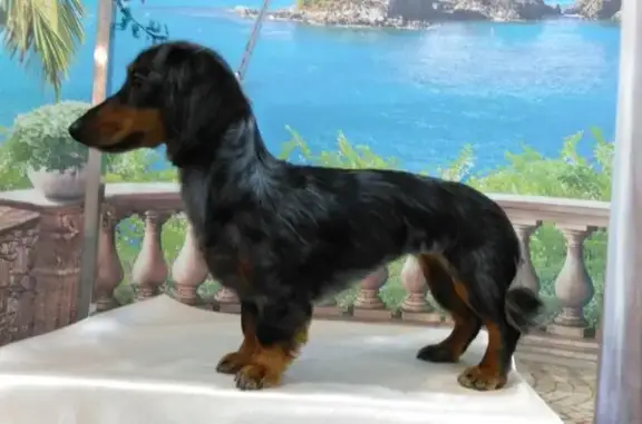 Зоосалон Модный друг на улице Адмирала Лазарева