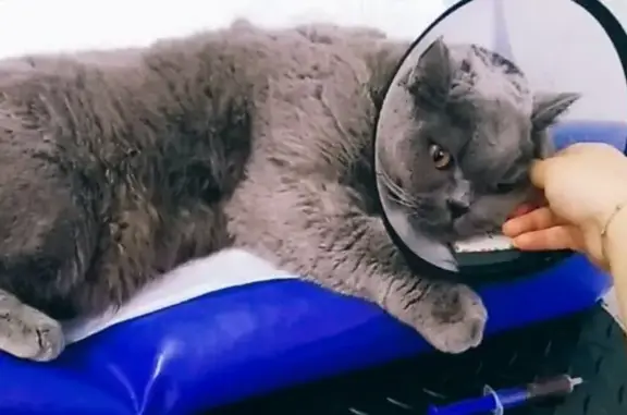 Доктор Пух, ветеринарная клиника