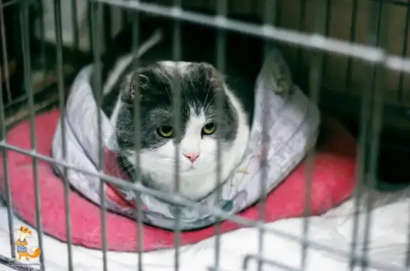 Пума, ветеринарная клиника