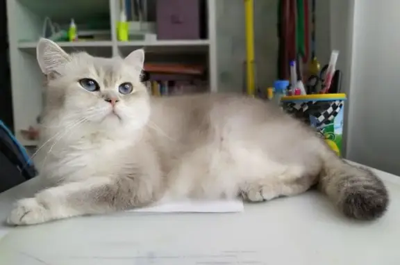 Кошачий питомник NeoLit на Минской улице