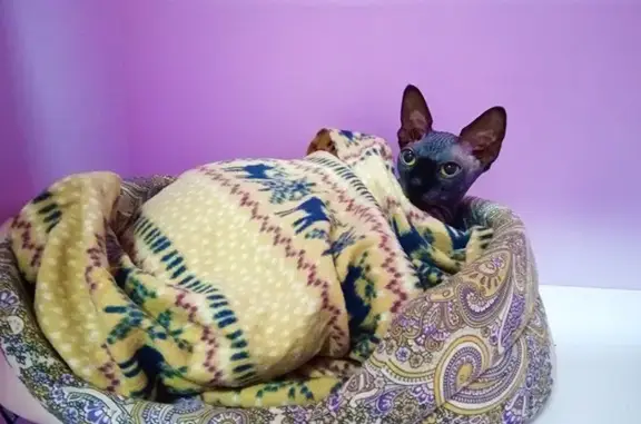 Гостиница для кошек Cat Lounge на Южнопортовой улице