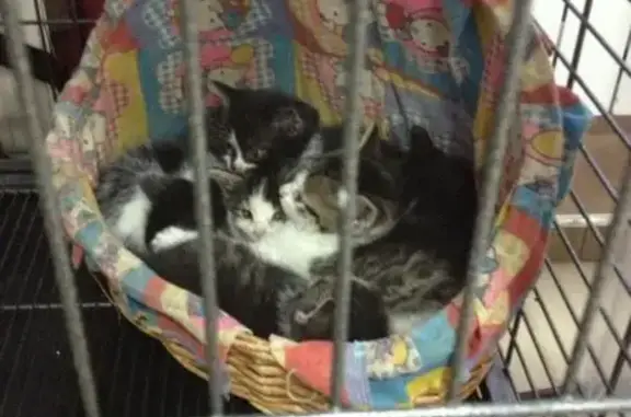 ПетСити, ветеринарная клиника