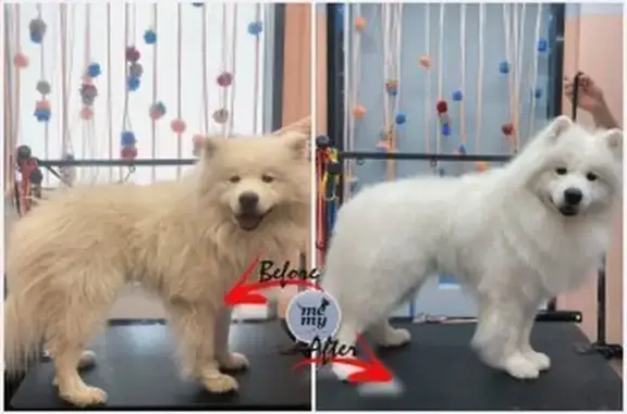 Зоопарикмахерская Me my