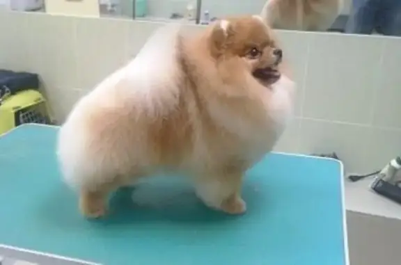 Зоосалон Клякса в Ленинском районе