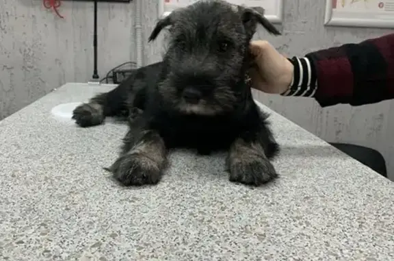 Vclad, ветеринарная клиника