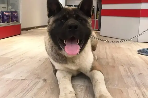 ВетМэн, ветеринарная клиника