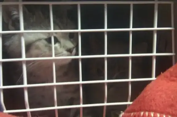 Ветеринарная клиника на Новочеркасском проспекте