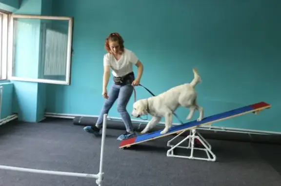 Центр дрессировки собак Легион Star Dogs