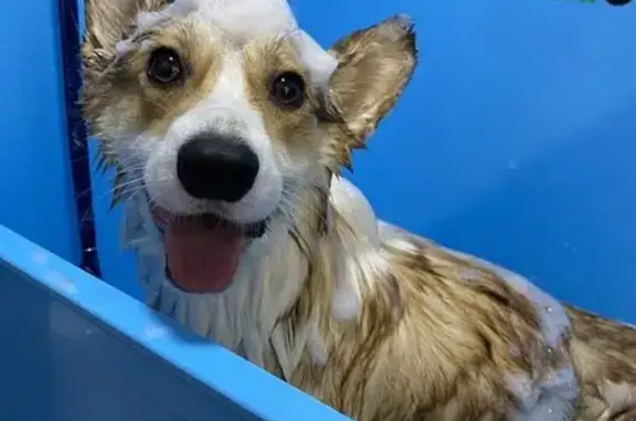 Груминг-студия Четыре Лапки