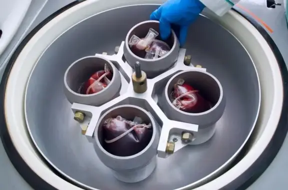 Ветеринарная клиника ВитаВет на улице Чехова в Гатчине