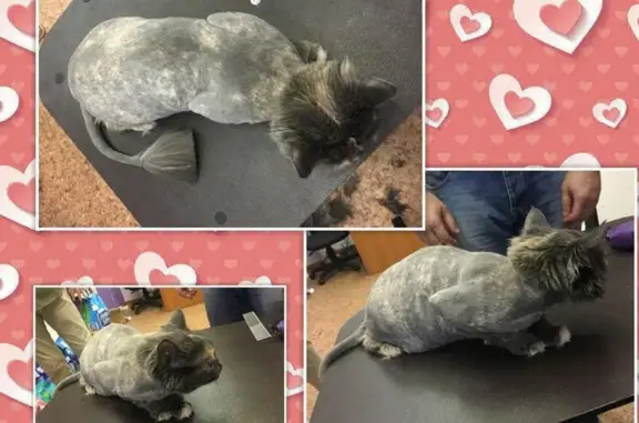 Зоосалон My Papillon на проспекте Ветеранов