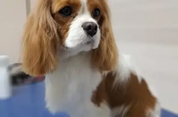 Груминг-салон Zoomeister