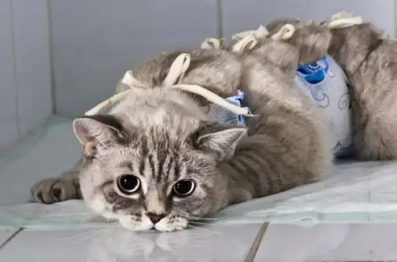 Лаванда, ветеринарная клиника