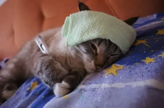 Ветеринарная клиника Зубохвост