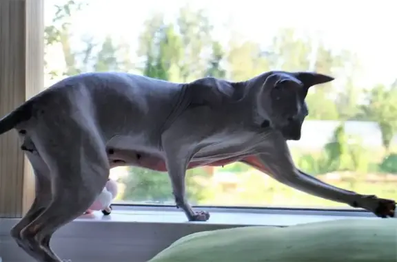 Гостиница для кошек Мята на проспекте Авиаконструкторов