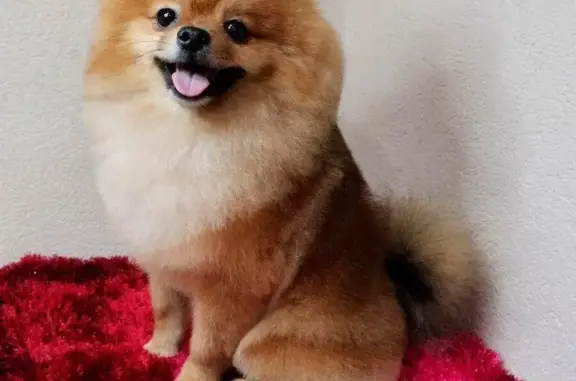 Зоосалон Пушистые лапки