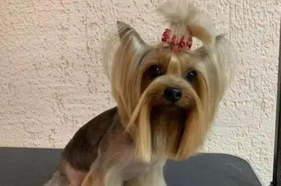 Салон груминга Мистер Лапка на 3-й Целиноградской улице