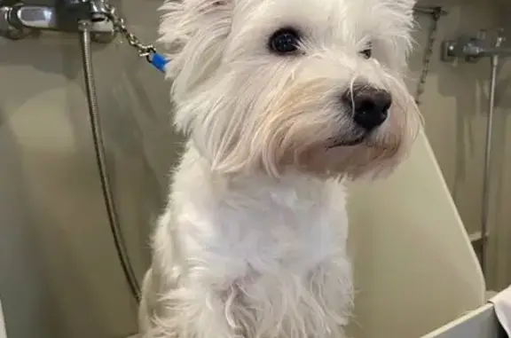 Студия груминга Натали Найко на Нерчинской улице