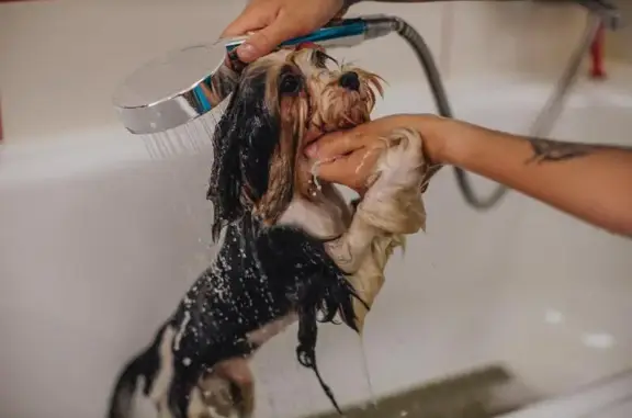 Зоосалон Groom Dog на метро Рыбацкое