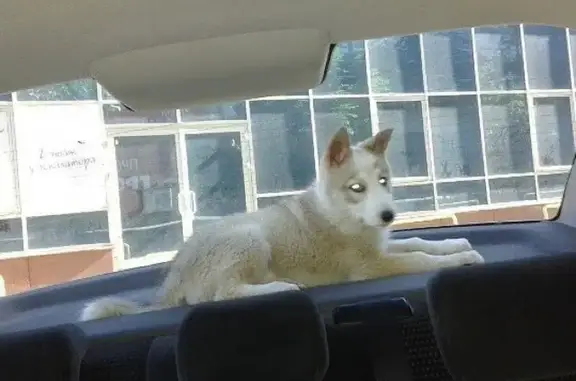 Ветеринарная клиника в Волжском районе