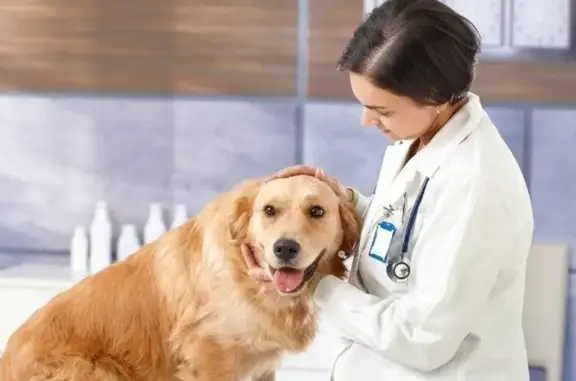 Ветеринарная клиника Мечта в Королёве