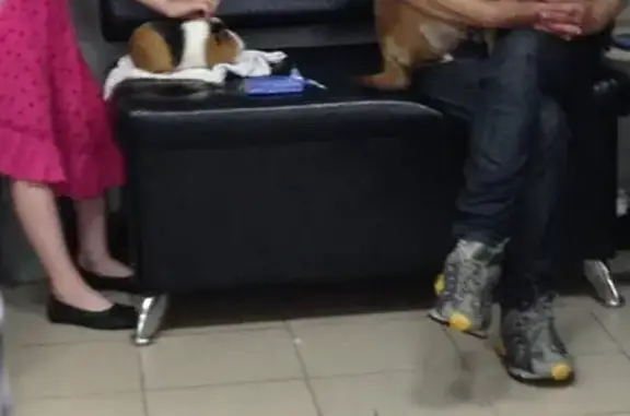 Айболит, ветеринарный центр