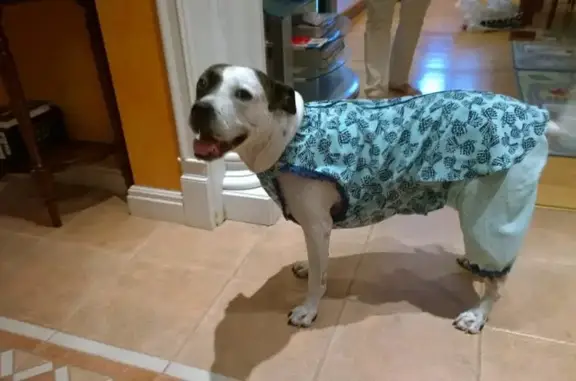 Зоопарикмахерская SpbDog на проспекте Энгельса