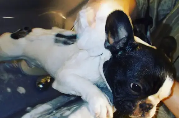 Груминг-салон и бутик для животных Моника на Кутузовском проспекте