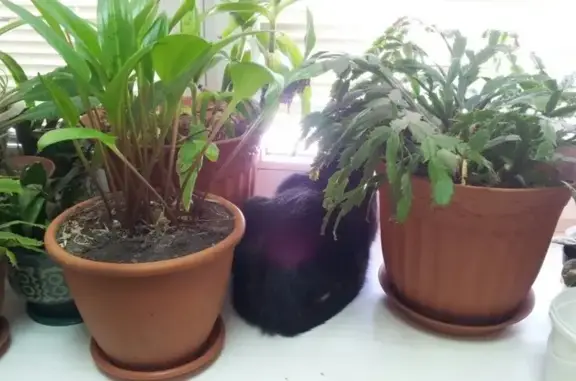 Котопёс и К, ветеринарный центр