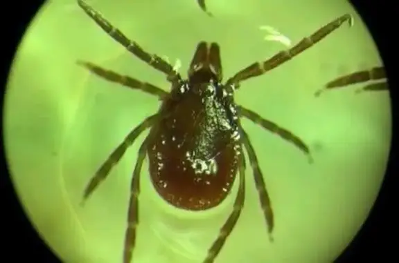 Астравет, ветеринарный центр