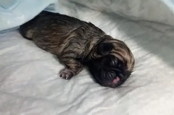 Белый тигр, ветеринарная клиника