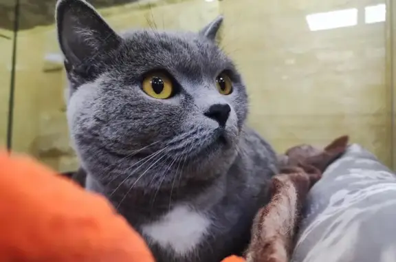 Отель для котов Котангенс в Засвияжском районе