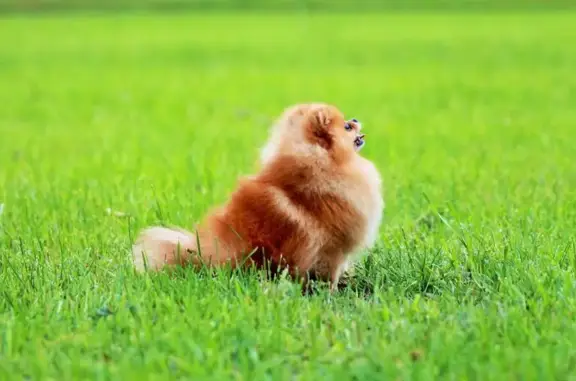 Питомник собак Ник Аресол на проспекте Луначарского, 80 к 2