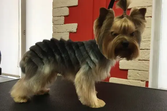 Груминг-салон Купер на Советской улице