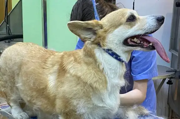 Зоопарикмахерская Чара на проспекте Луначарского