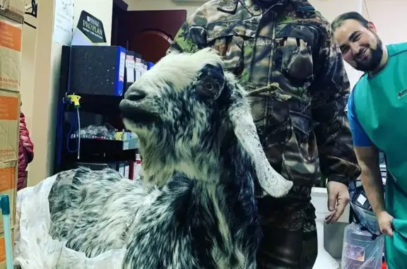 Центр здоровья животных, ветеринарная клиника