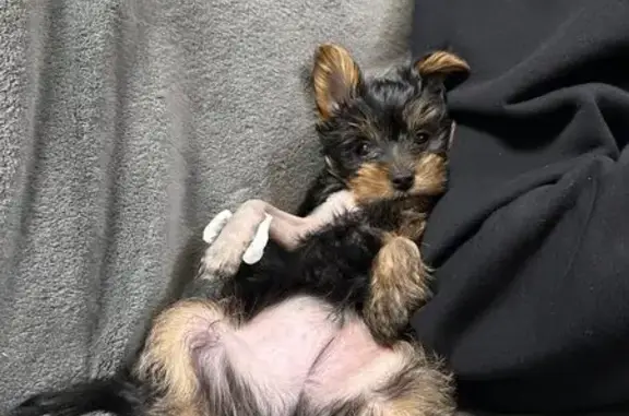 Ветеринарная клиника Юг-Вет