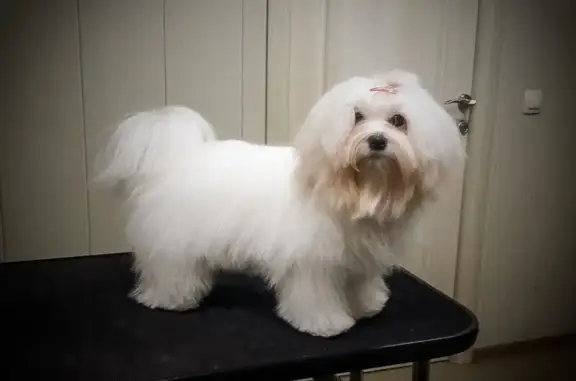 Зоосалон Лучшие друзья на Московском проспекте