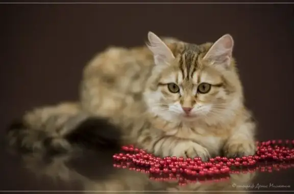 Ветеринарная клиника НОС по ВЕТ.ru на улице Древлянка