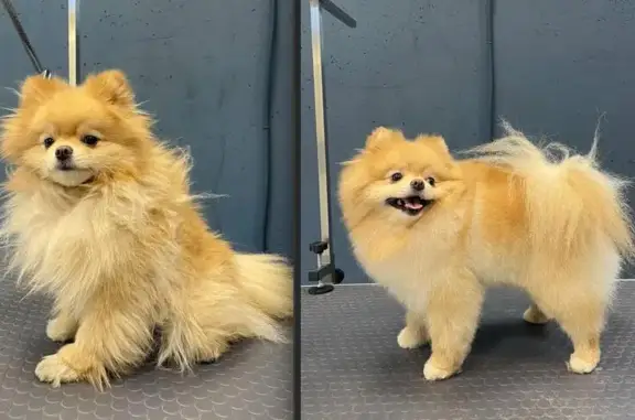 Груминг-салон Хвост