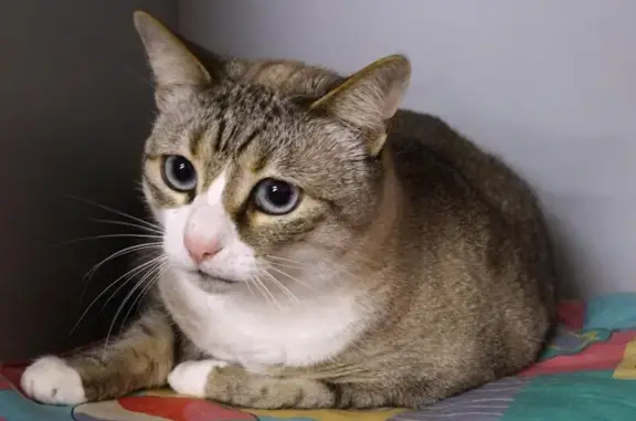 Гостиница для животных Котэ в Василеостровском районе