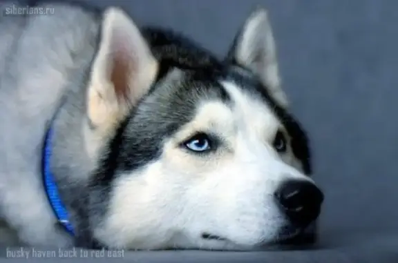 Ветеринарная клиника Lakki на Коломенской улице