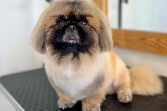 Груминг-салон Багира