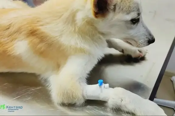 Кентавр, ветеринарный центр