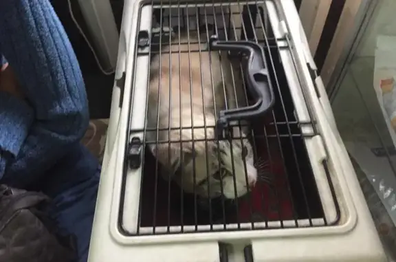 Феникс, ветеринарная клиника