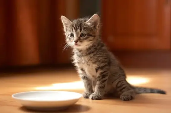 Ветеринарная клиника Умка на Молдавской улице