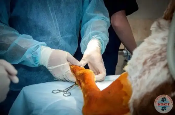 Ветеринарная клиника Друг в Строгино