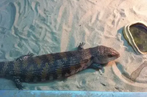 Ветеринарная клиника Бетховен на улице Димитрова, 71