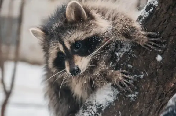 Питомник Вот енот