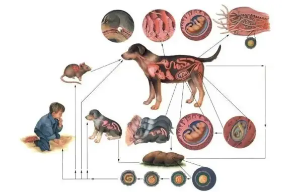 Ветеринарный кабинет на улице Седова, 16а